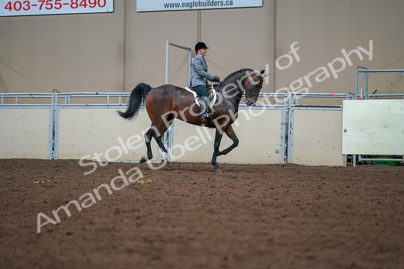 2019 Morgan Horse Show - Aug 30, 2019 - 21016