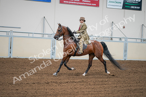 2020 - AB Morgan Horse - Sat, Sept 05 - 08002
