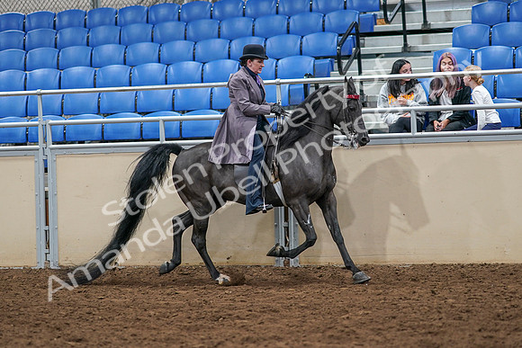 2020 - AB Morgan Horse - Sat, Sept 05 - 13993