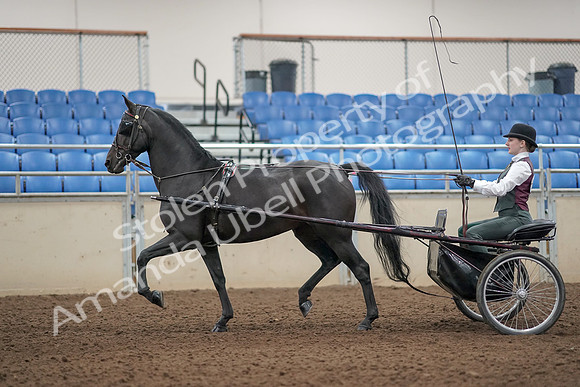 2019 Morgan Horse Show - Aug 31, 2019 - 04641