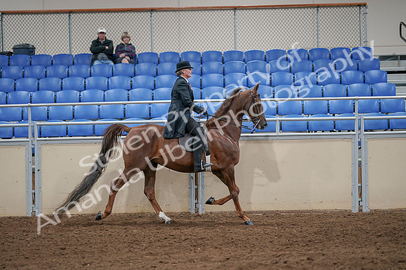 2020 - AB Morgan Horse - Fri, Sept 04 - 08043