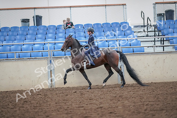 2019 Morgan Horse Show - Aug 30, 2019 - 17883