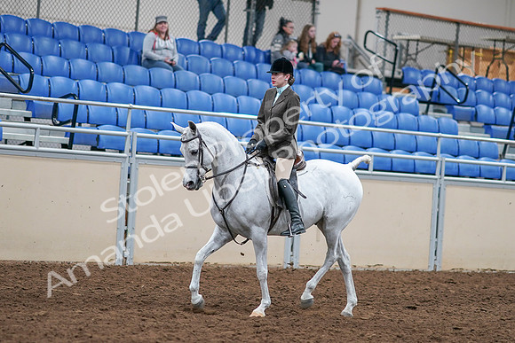 2020 - AB Morgan Horse - Sat, Sept 05 - 14238