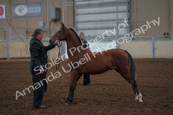 2019 Morgan Horse Show - Aug 30, 2019 - 25573