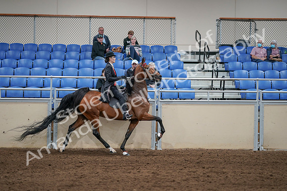 2020 - AB Morgan Horse - Sat, Sept 05 - 06810
