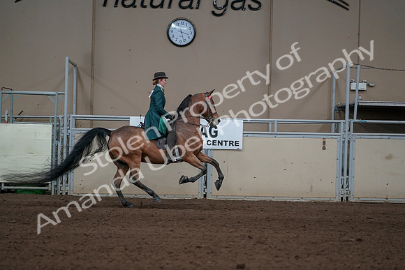2019 Morgan Horse Show - Sept 01, 2019 - 13390