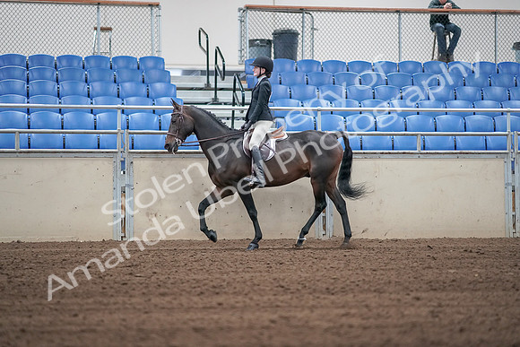 2019 Morgan Horse Show - Sept 01, 2019 - 03663