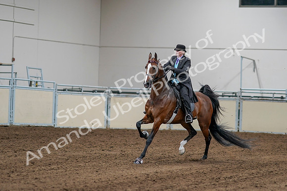 2020 - AB Morgan Horse - Sat, Sept 05 - 13146