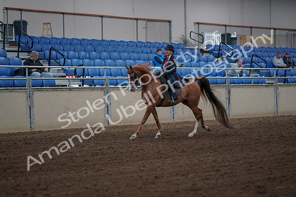 2019 Morgan Horse Show - Sept 01, 2019 - 11952