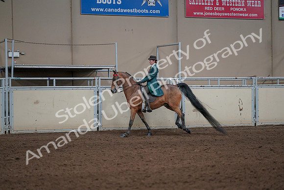 2019 Morgan Horse Show - Sept 01, 2019 - 13239
