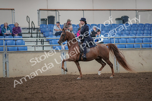 2019 Morgan Horse Show - Aug 30, 2019 - 26767