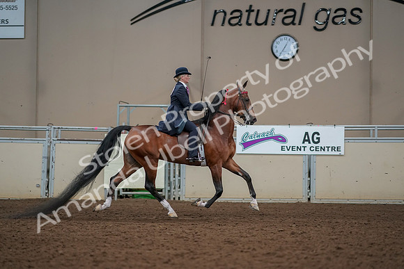 2019 Morgan Horse Show - Aug 30, 2019 - 25308