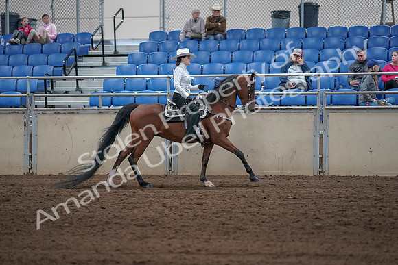 2019 Morgan Horse Show - Sept 01, 2019 - 07049