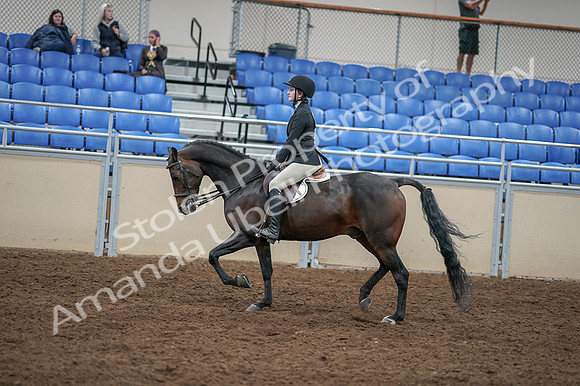 2020 - AB Morgan Horse - Fri, Sept 04 - 05848