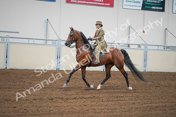 2020 - AB Morgan Horse - Sat, Sept 05 - 08001