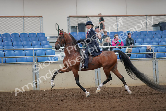 2019 Morgan Horse Show - Aug 30, 2019 - 25080