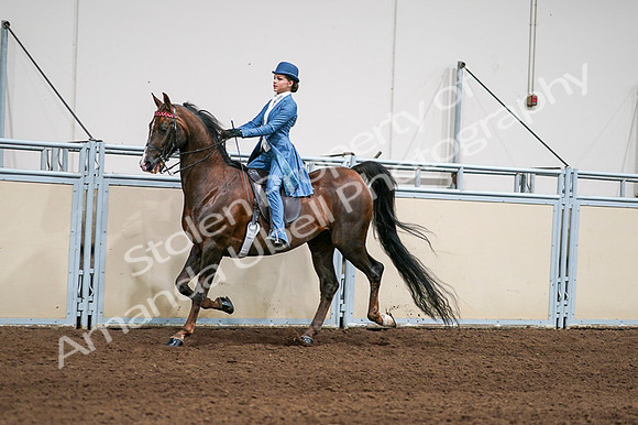 2020 - AB Morgan Horse - Fri, Sept 04 - 04936