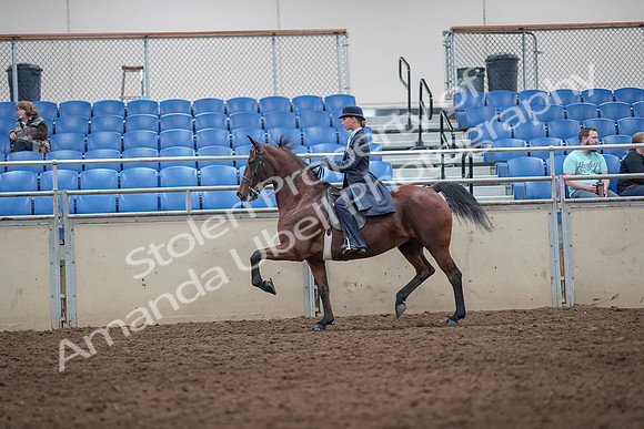 2019 Morgan Horse Show - Aug 31, 2019 - 08719