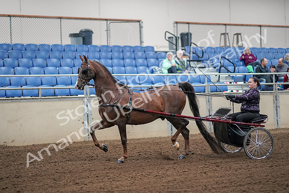 2019 Morgan Horse Show - Aug 30, 2019 - 13073