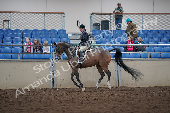 2019 Morgan Horse Show - Aug 31, 2019 - 15991