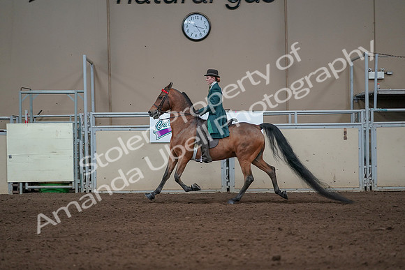 2019 Morgan Horse Show - Sept 01, 2019 - 13198