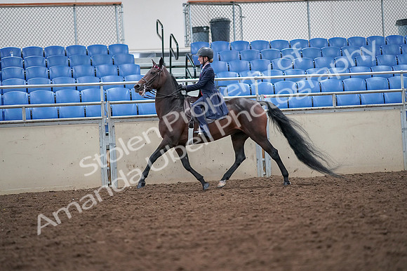 2019 Morgan Horse Show - Aug 30, 2019 - 17802