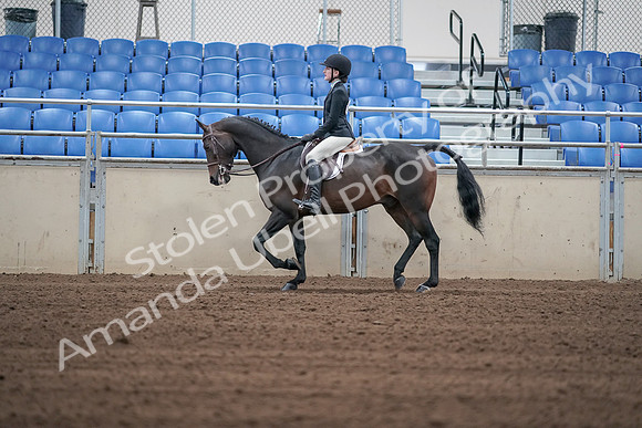2019 Morgan Horse Show - Sept 01, 2019 - 03714