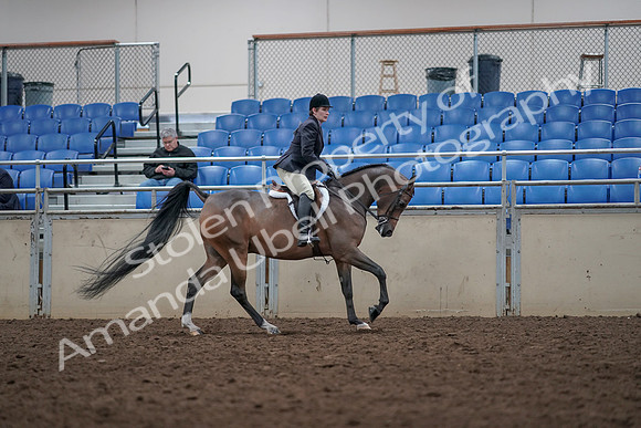 2019 Morgan Horse Show - Aug 31, 2019 - 16128
