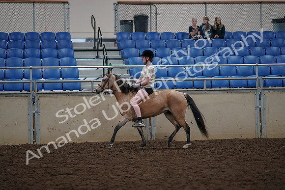 2019 Morgan Horse Show - Aug 30, 2019 - 31074