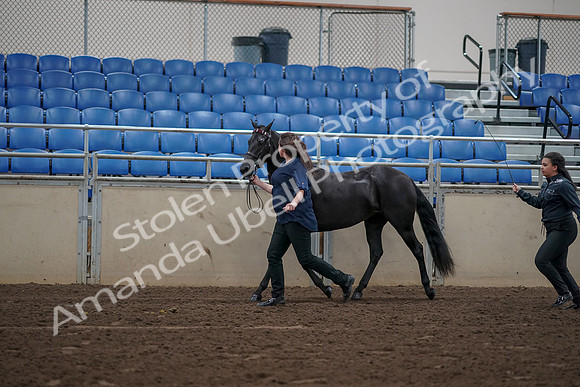 2019 Morgan Horse Show - Aug 31, 2019 - 00501