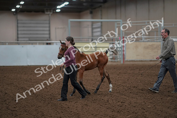 2019 Morgan Horse Show - Aug 30, 2019 - 24788