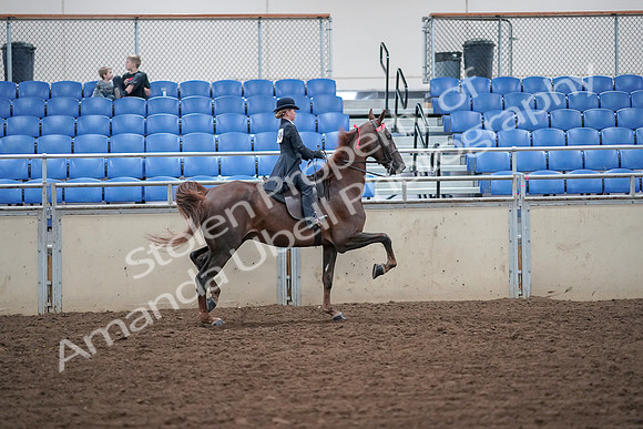 2019 Morgan Horse Show - Aug 30, 2019 - 18162