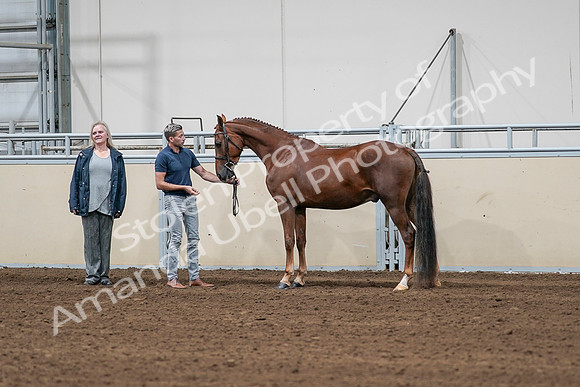 2020 - AB Morgan Horse - Sat, Sept 05 - 00188