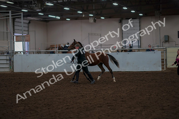 2019 Morgan Horse Show - Aug 30, 2019 - 25523