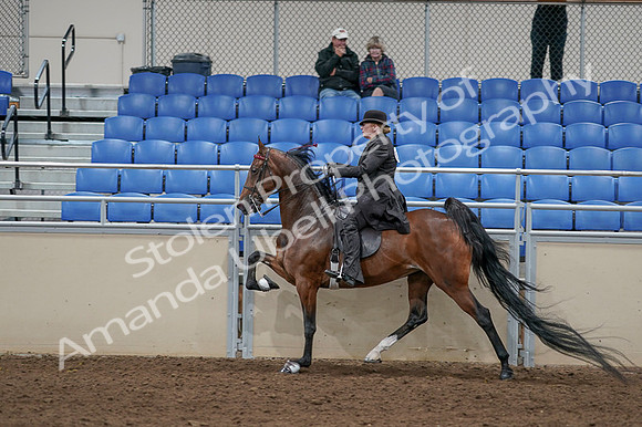 2020 - AB Morgan Horse - Fri, Sept 04 - 09787