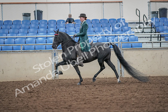 2019 Morgan Horse Show - Aug 30, 2019 - 15412