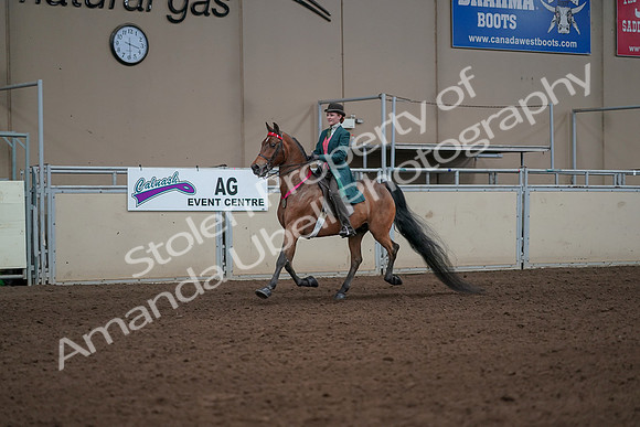 2019 Morgan Horse Show - Sept 01, 2019 - 13452
