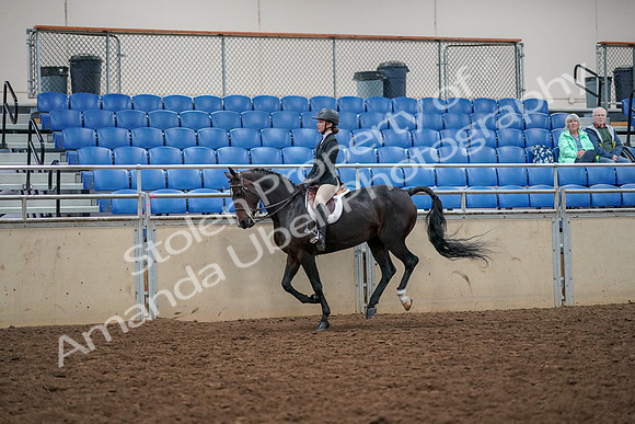 2019 Morgan Horse Show - Aug 30, 2019 - 23401