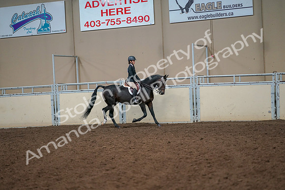 2019 Morgan Horse Show - Aug 30, 2019 - 12345