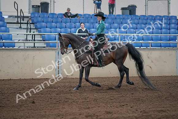 2019 Morgan Horse Show - Sept 01, 2019 - 06804