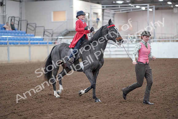 2019 Morgan Horse Show - Sept 01, 2019 - 10683