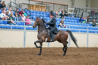 2020 - AB Morgan Horse - Sat, Sept 05 - 07906