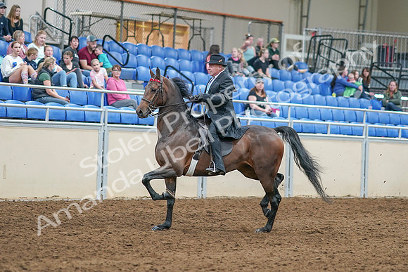 2020 - AB Morgan Horse - Sat, Sept 05 - 07906