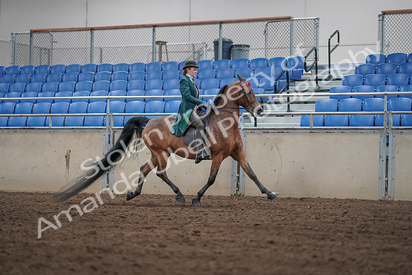 2019 Morgan Horse Show - Sept 01, 2019 - 13354