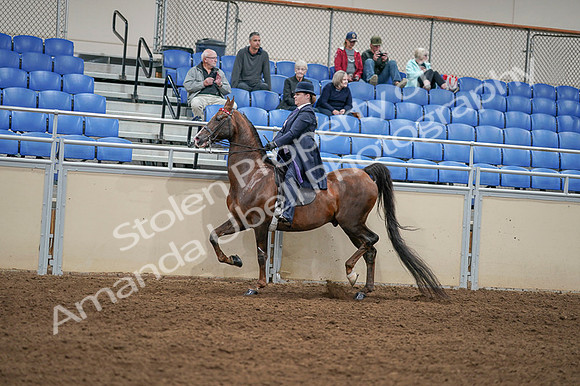2020 - AB Morgan Horse - Fri, Sept 04 - 08006