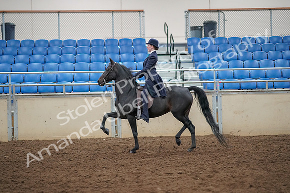 2019 Morgan Horse Show - Aug 30, 2019 - 12186