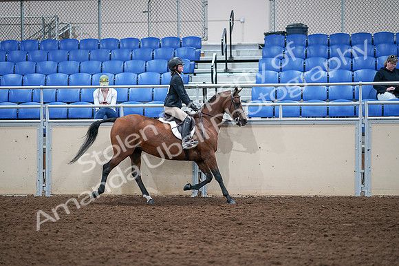 2020 - AB Morgan Horse - Fri, Sept 04 - 02190