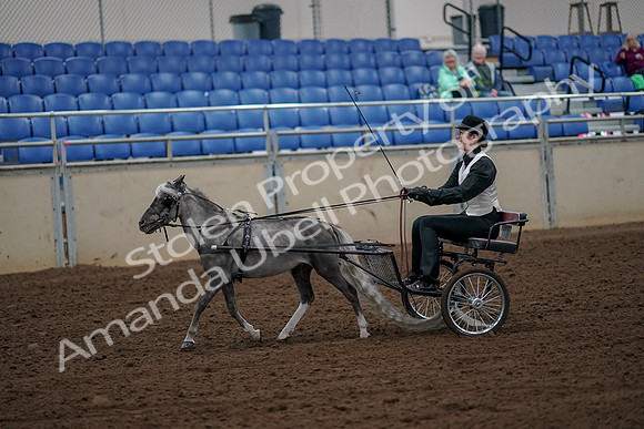 2019 Morgan Horse Show - Aug 30, 2019 - 13136