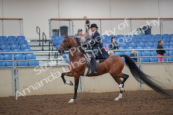 2019 Morgan Horse Show - Aug 30, 2019 - 25077