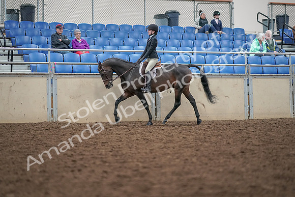 2019 Morgan Horse Show - Aug 30, 2019 - 20298